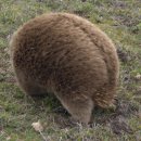 부루니까페 | 브루니 아일랜드 Bruny Island, TAS 호주렌트카로 페리타고 여행