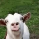 꼬들구이 이미지