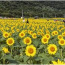 난정리(해바라기정원) 이미지