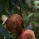 병팔농장 이미지