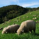 구상목장 이미지