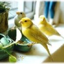카나리아 이미지