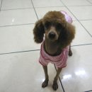애플리
