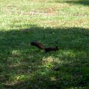 자라섬캠핑장 중도-1 | [경기] 남이섬, 자라섬 꽃 페스타와 닭갈비까지 가평 당일치기 뚜벅이 여행