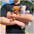 마마스미독 강아지 분양 김해점 이미지