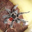 엔트리헤어 이미지