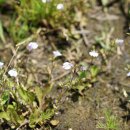 주름잎 Mazus pumilus (Burm. f.) Steenis 이미지