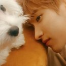 강아지봄 이미지