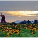 함안 강주리 해바라기 축제일 ( 7/6일 현재) 이미지