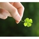 네잎클로버 이미지