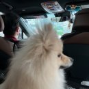 펫택시콜 | 내돈내산 카카오펫택시 첫 이용후기