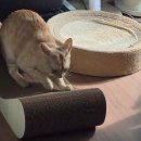 버르장머리 - 성동구 | 고양이 발톱관리 스크레쳐 먀오 스크레쳐 내돈내산 2주사용 후기