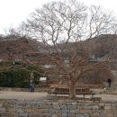 부산 양정동 배롱나무, 동래정씨 시조묘 - 부산[3] 이미지