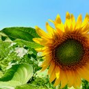 대리만족힐리지 이미지