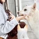 꼬리살랑 이미지