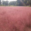 머쉴랭 버섯코스요리 이미지