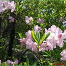 봉계초등학교 태화분교 이미지