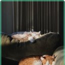 따뜻한 동물병원 이미지