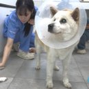 동물자유연대 부속 동물병원 이미지