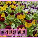 노벨라 별넷 네이버블로그