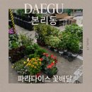 로즈데이 | 본리동 로즈데이 꽃집 파라다이스 꽃배달, 금전수 화분 구매 후기 (주차 가능)