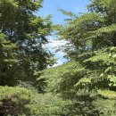 용평포레스트 | [캠핑] 여름 계곡캠핑 전나무숲 캠핑 휘게포레스트 캠핑장 후기 및 사이트 추천
