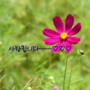 흔들리며 피는 꽃 이미지