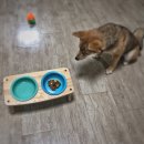 반작 작업실 | 심바_리뷰 / 반작작업실 "소고기타르트" DIY키트 후기