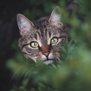 THE M(더엠) 이미지