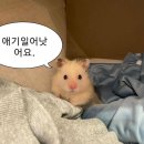 [1월] 3박4일일본 도쿄 여행 2일차 - 디즈니랜드 도쿄, 신주쿠에서 디즈니랜드 셔틀버스, 팁, 식당...