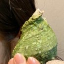 탐라일한정식 이미지