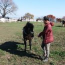 영대목장 이미지