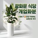 개업상사 | 종로구 광화문 식당 개업화분 추천 배달, 고무나무 대품 120~130cm 당일배송 실제리뷰