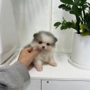 데일리독 의정부강아지분양 애견분양 이미지