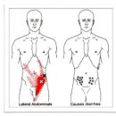 Abdominal Obliques (복사근) 이미지