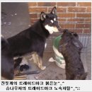 [가정견]진돗개 분양합니다. 백구,재구,황구 이미지