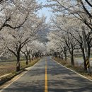 백운면 벚꽃길 이미지