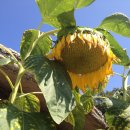 황토방 한정식 이미지