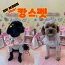 한사랑 애견미용샵 | 평택 동삭동 애견미용샵 캉스펫 솔직후기