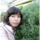 일영허브랜드 Daum카페
