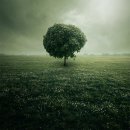 The Secret Garden 이미지