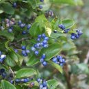 선흘별숲 이미지