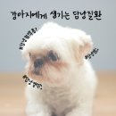 금산헤르쯔 동물병원 | 강아지 담낭 질환, 복부 초음파 검사로 확인해요! : 분당 금산 헤르쯔 동물 병원