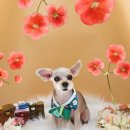 펫엘도라도 이미지