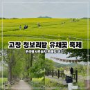 고창하나여행사 | 고창 운곡람사르습지 트레킹ㅣ유채꽃 청보리밭 축제 승우여행사