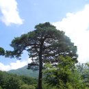 옛뜨락 | 함양 지리산 벽송사 ④ 벽송사3층석탑, 미인송, 도인송, 원통전, 간월루, 청허당