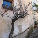 나무야 나무야 이미지