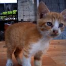 낭만고양이 이미지