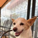 착한강아지 이미지