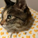 봄날동물의료센터 이미지